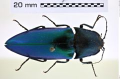 Foto (Dorsalansicht) von Campsosternus nobuoi (NHMW-ZOO-COL-0008248)